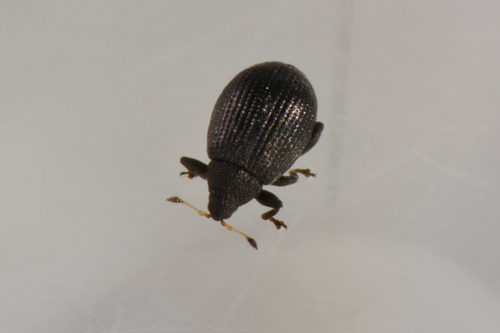 Curculionidae: Rhamphus pulicarius
